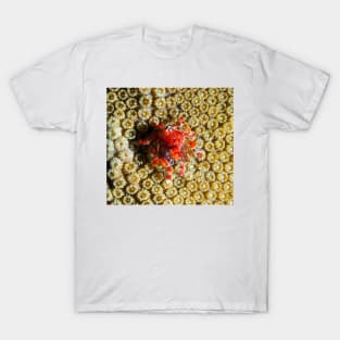 Cryptic Teardrop Crab T-Shirt